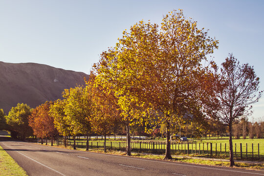 Retro style photo of a country lane in fall, late afternoon sun glowing through golden trees and long shadows across the road, mountain ridge in the distance. Hawke's Bay, New Zealand. Toned image