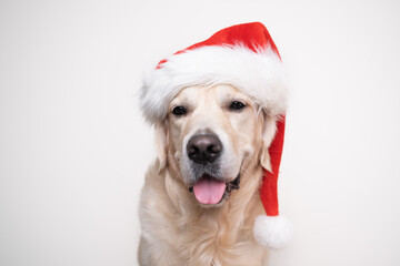 A cute Christmas dog in a red Santa Claus hat sits on a white background. Christmas or New Year card with a golden retriever.