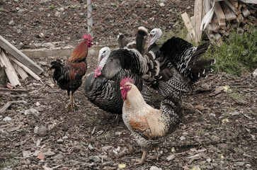 hens and turkeys graze freely in the outdoor mountainous coop and farm.Arcadia ,Greece