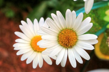 Closeup of pretty fresh daisies bloomed outdoors