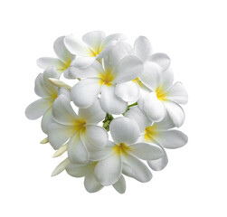 Tropical flowers frangipani (plumeria) isolated on transparent png