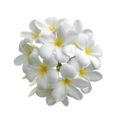 Fotobehang Tropische bloemen frangipani (plumeria) geïsoleerd op transparante png © sommai