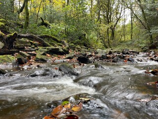 Stream in the forest with large trees and no people. Taken in Bury Lancashire England. 