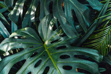 Monstera Deliciosa
