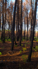 Forêt des Landes de Gascogne, calcinée après le passage des incendies de l'été 2022, à proximité de Landiras