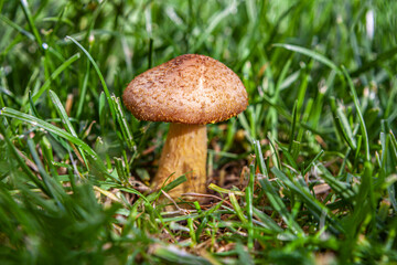 Edible boletus mushroom in the grass.