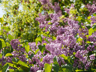 Fototapeta na wymiar Lilac bushes and brunches on the background of green leaves on a sunny day with soft focus
