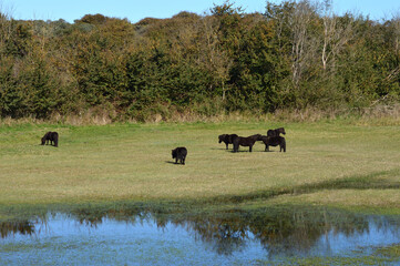 Wildpferde in Seeland, Niederlande