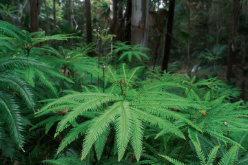 Beautiful fern, palm plants, forest of springbrook national park, Queensland, Australia