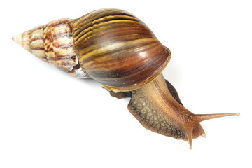 snail isolated on white. snail skin care