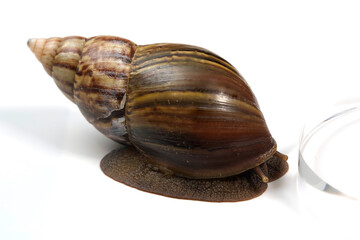 snail isolated on white. snail skin care
