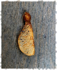 Sycamore Seed
