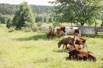 rural landscape with grazing cows