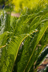Fototapeta na wymiar Leaves of Sago Palm or Cycas Revoluta vertical photo. Decorative plants