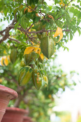 Green Carambola fruit known as star fruit growing on a branch in Vietnam