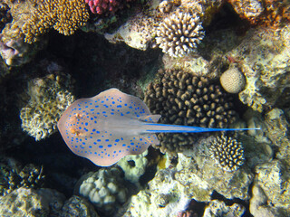 Fototapeta na wymiar Taeniura lymma stingray at the bottom of the coral reef of the Red Sea, Sharm El Sheikh, Egypt