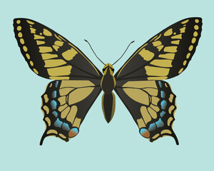 A common yellow swallowtail vector illustration. The butterfly is shown flat from above and is cut out on a light blue background.