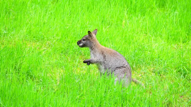 kangaroo (macropus rufogriseus) eat grass on a green background