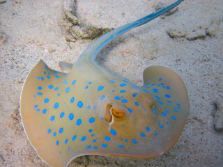 Taeniura lymma stingray at the bottom of the coral reef of the Red Sea, Sharm El Sheikh, Egypt