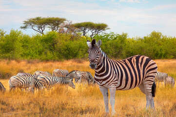 Obraz premium Herd of zebras in yellow grass - Etosha National Park, Namibia, Africa