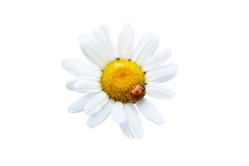 White flower daisy chamomile with red ladybug in PNG isolated on transparent background
