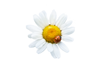 White flower daisy chamomile with red ladybug in PNG isolated on transparent background