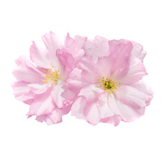Pink sakura flowers in PNG isolated on transparent background