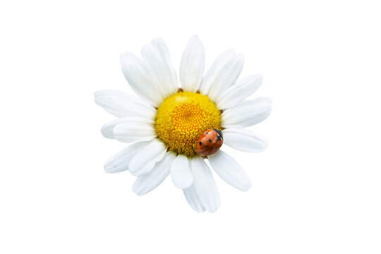 White flower daisy chamomile with red ladybug in PNG isolated on transparent background