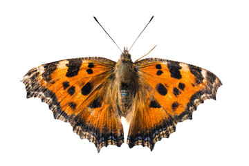 Butterfly yellow legged tortoiseshell or large tortoiseshell (Nymphalis xanthomelas) in PNG isolated on transparent background