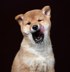 Cute shiba inu puppy licks his lips. Shiba Inu puppy, portrait