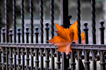 A maple leaf on a wrought iron fence in autumn