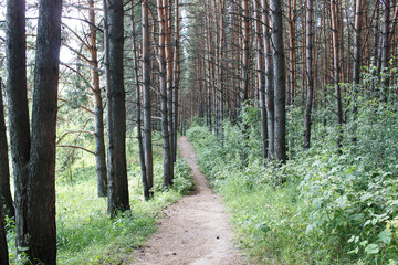 dirt path in the forest