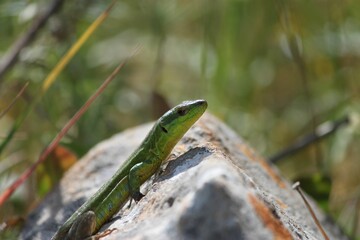 Closeup shot of a green lizard crawling on a rock on a field
