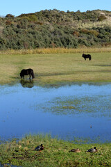 Wildpferde und Enten in  Seeland, Niederlande