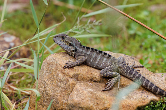 Eastern Water Dragon - Physignathus lesueurii lesueurii 