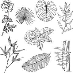 Set of Flower and leaf line art, flora clipart.