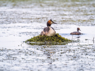 Great Crested Grebe, Podiceps cristatus, water bird sitting on the nest, nesting time on the green lake