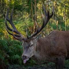 Red Deer