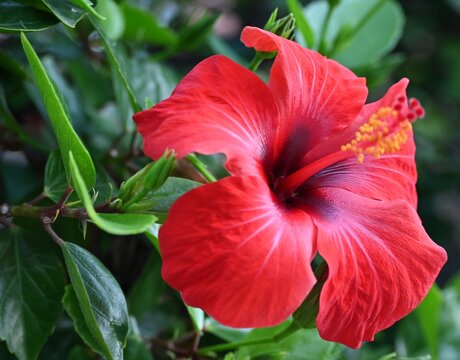 Fondo natural con detalle y textura de flor de tonos rojos con vegetación de color verde