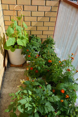 Fototapeta na wymiar Beautiful garden in the balcony with vegetables and flowers. Different plants grow in pots - annual dahlias and blooming tagetes, cucumber, tomatoes and peppers.