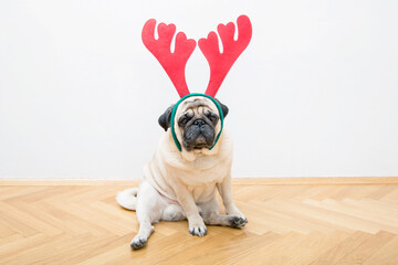 A beige pug dog with red deer antlers sits on a wooden floor against a white wall. Concept of...