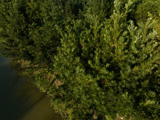 Podocarpus macrophyllus (Yew plum pine) garden
