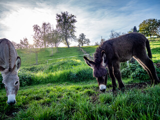 Junge Esel auf der Weide