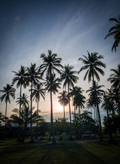 Obraz na płótnie Canvas Beautiful coconut trees. sunset and coconut trees. High quality photo