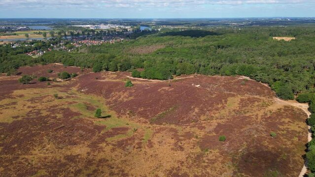 Cinematic aerial drone shot of flowering landscape of Heather Nature Reserve in full bloom with urban city development view at the background