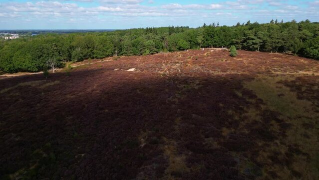 Cinematic drone shot revealing the beautiful flowering landscape of Heather Nature Reserve in full bloom on the Mookerheide in the province of Limburg, Netherlands