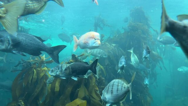 Close view of a variety of striped silverfish and red stumpnose in the kelp forest