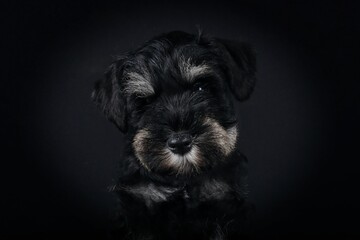 close up of miniature schnauzer puppy in black background 