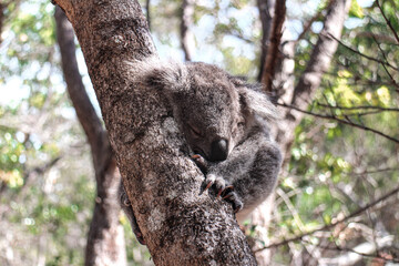 Cute baby koala sleeping on a tree. Magnetic island in Queensland Australia.