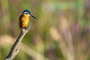 Perched Common Kingfisher